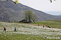 VBS_2558 - Fioritura Narcisi Castelnuovo Nigra 2022 e campi di papaveri rossi